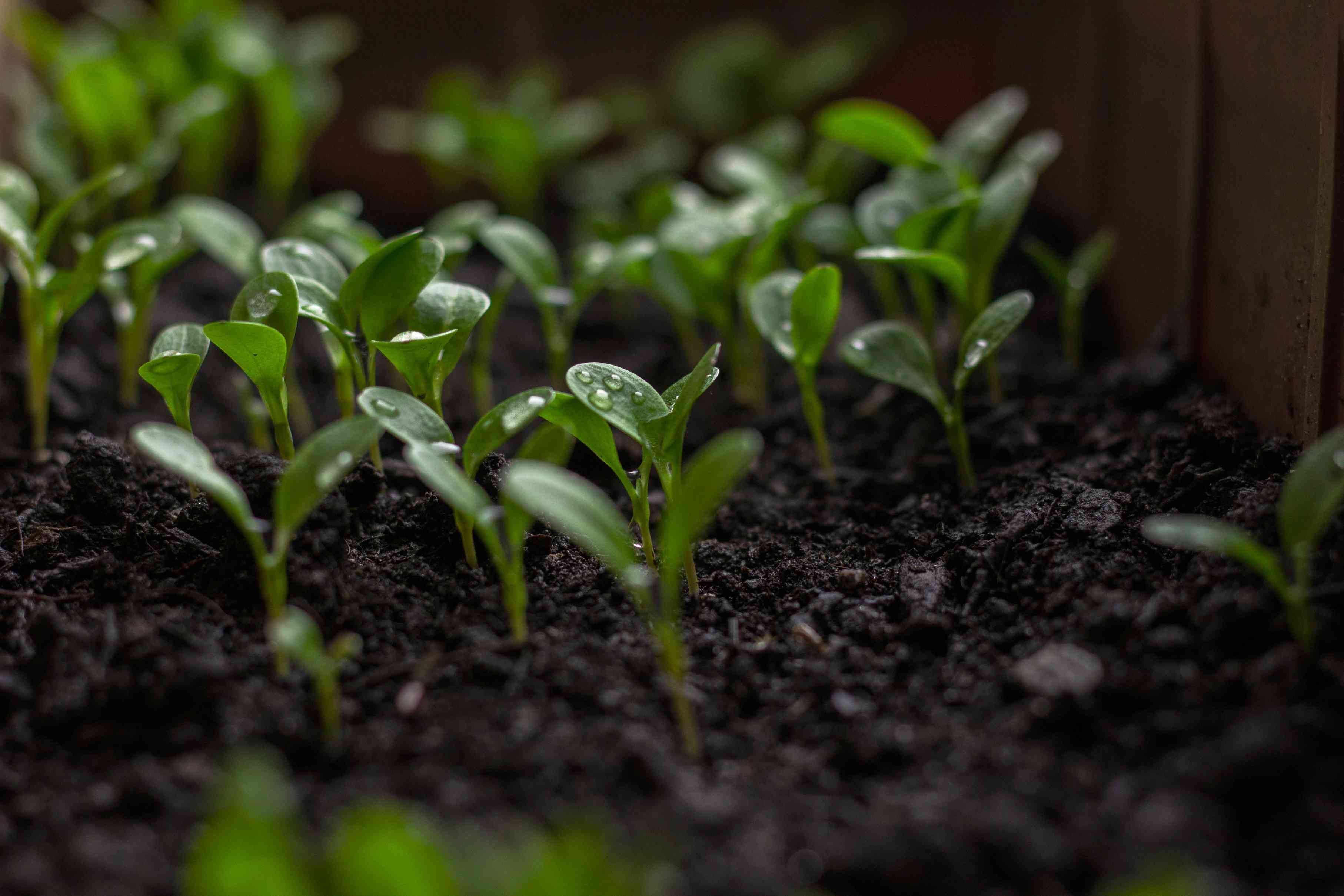 Organic farming background